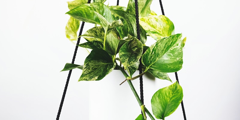 现代科技感十足的流媒体控制中心大屏，展示多路足球直播信号